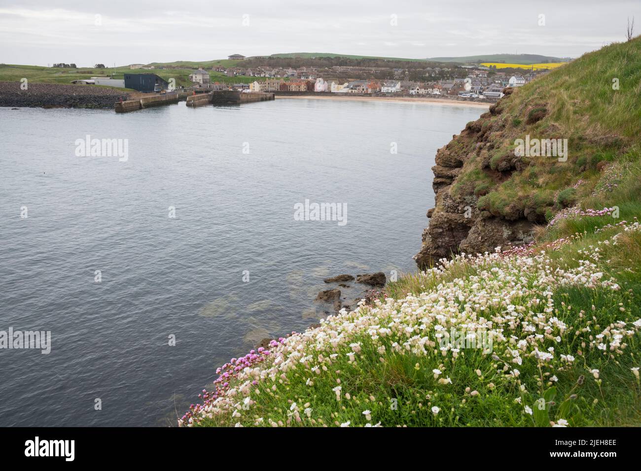 Sea Campion, Silene uniflora, on clifftop near Eyemouth, Berwickshire, Scotland Stock Photo