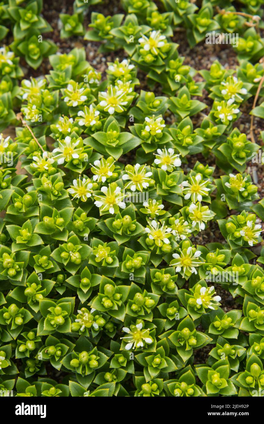 Sea Sandwort, Honckenya peploides, succulent wildflower, Berwickshire coast, Scotland Stock Photo