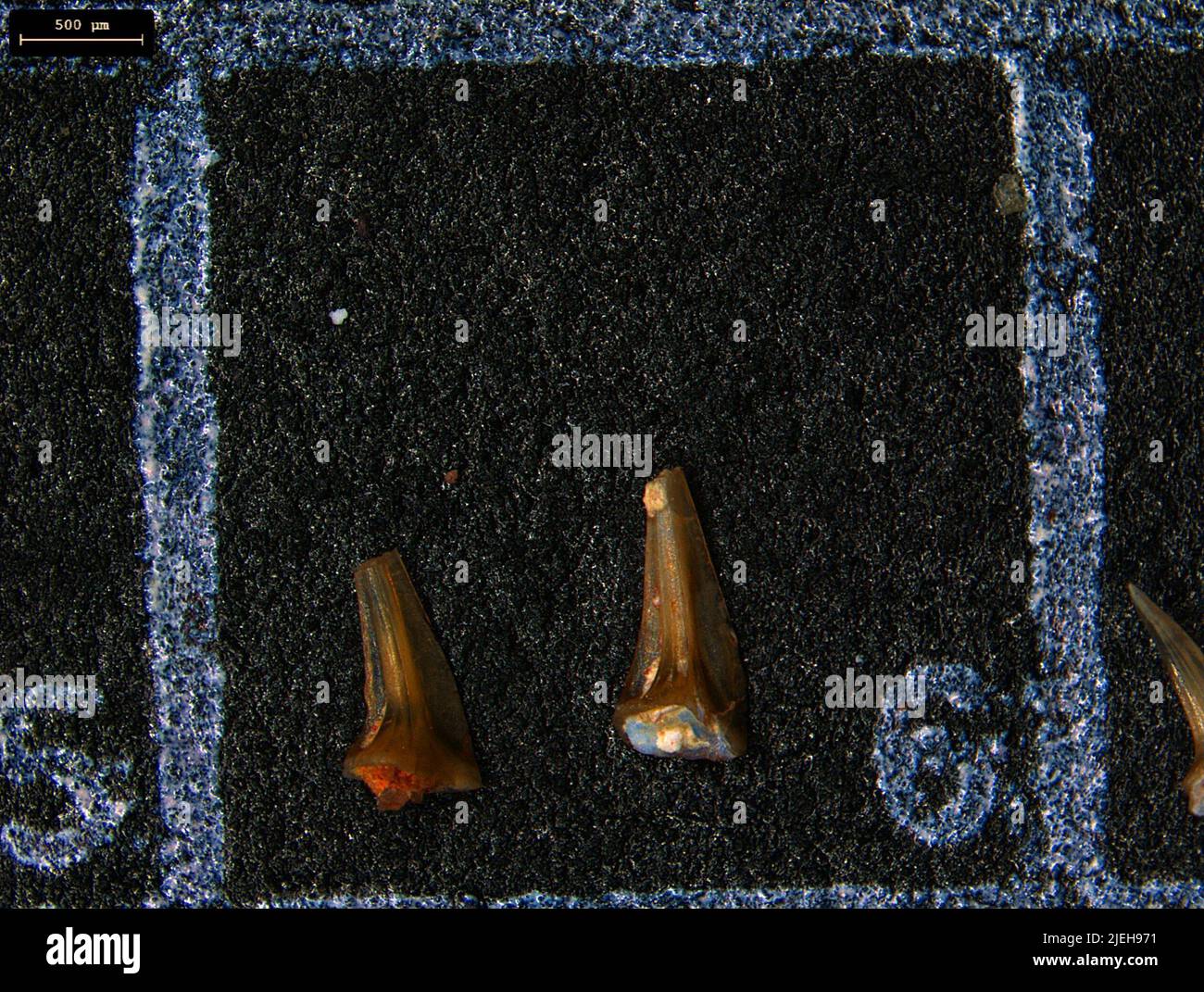 Conodonta conodonts hires stock photography and images Alamy