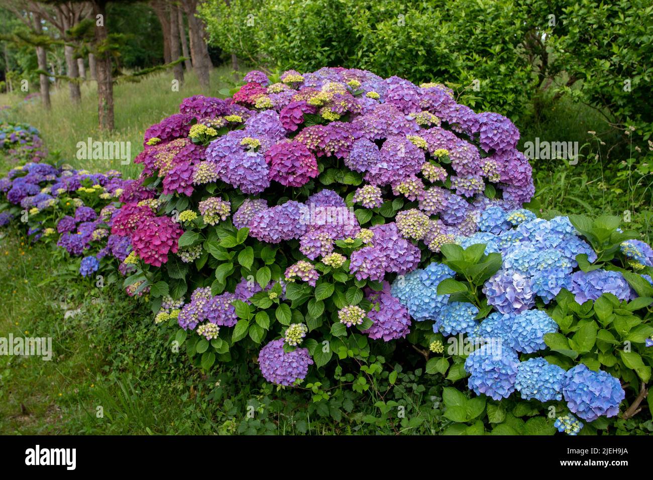 Purple and blue hortensia flowering shrubs hedge in the garden. French hydrangea flowering plants in Luarca,Asturias,Spain. Stock Photo