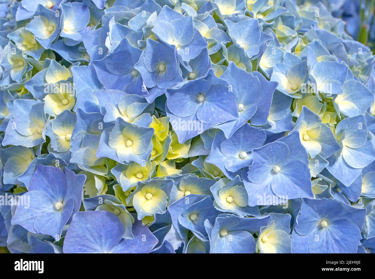 Blue hydrangea macrophylla flowers and yellow buds closeup background. Spectacular hortensia flowering plant. Stock Photo