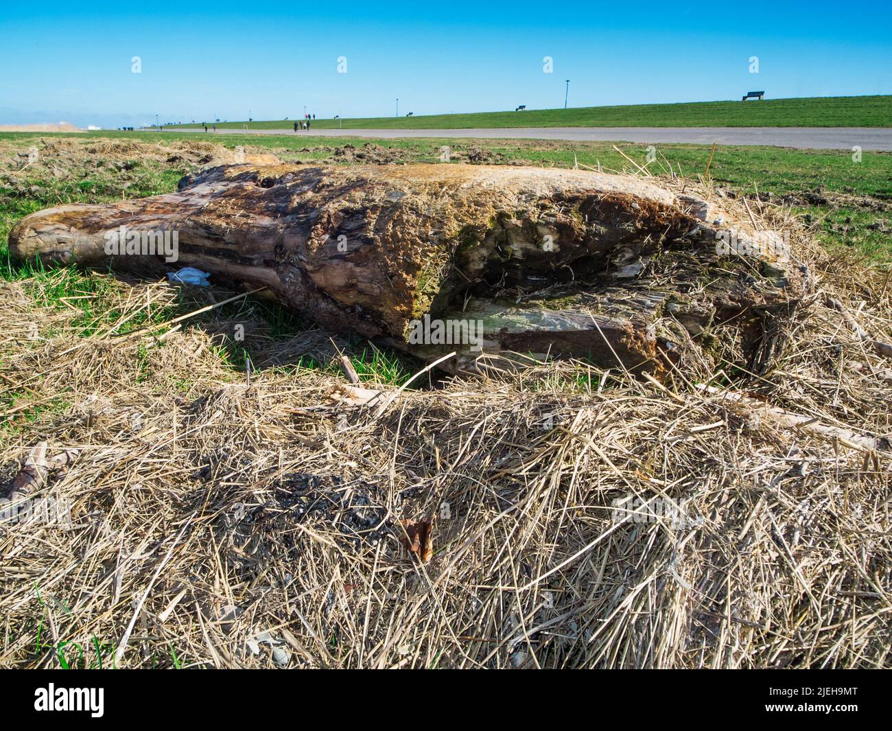 Wide angle close-up of a tree trunk lying washed up on the north German beach in East Friesland in front of the dike on the salt marshes. Stock Photo