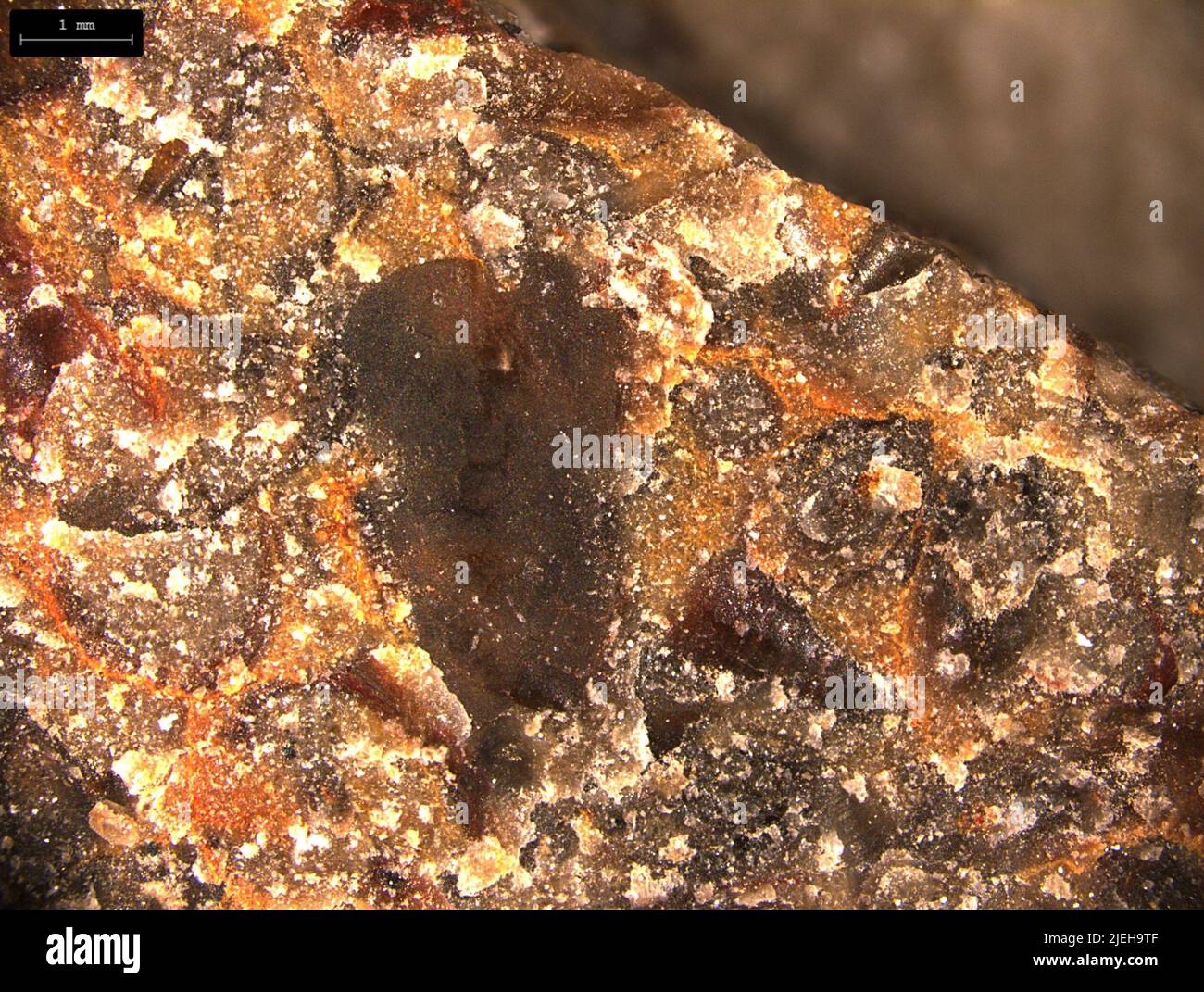Hyolithes sp. Stock Photo