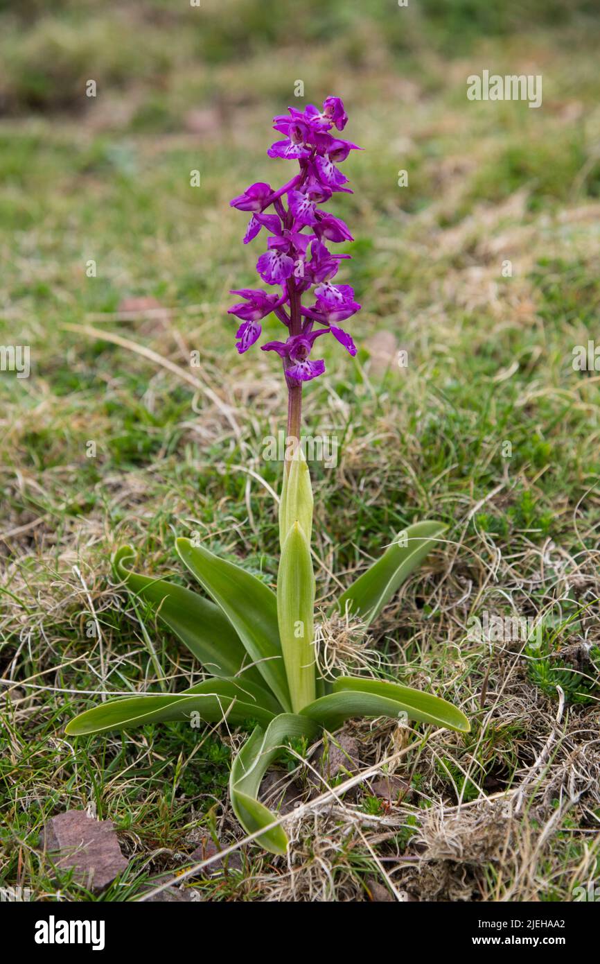 Northern Marsh Orchid, Dactylorhiza purpurella, wildflower, Berwickshire, Scotland Stock Photo
