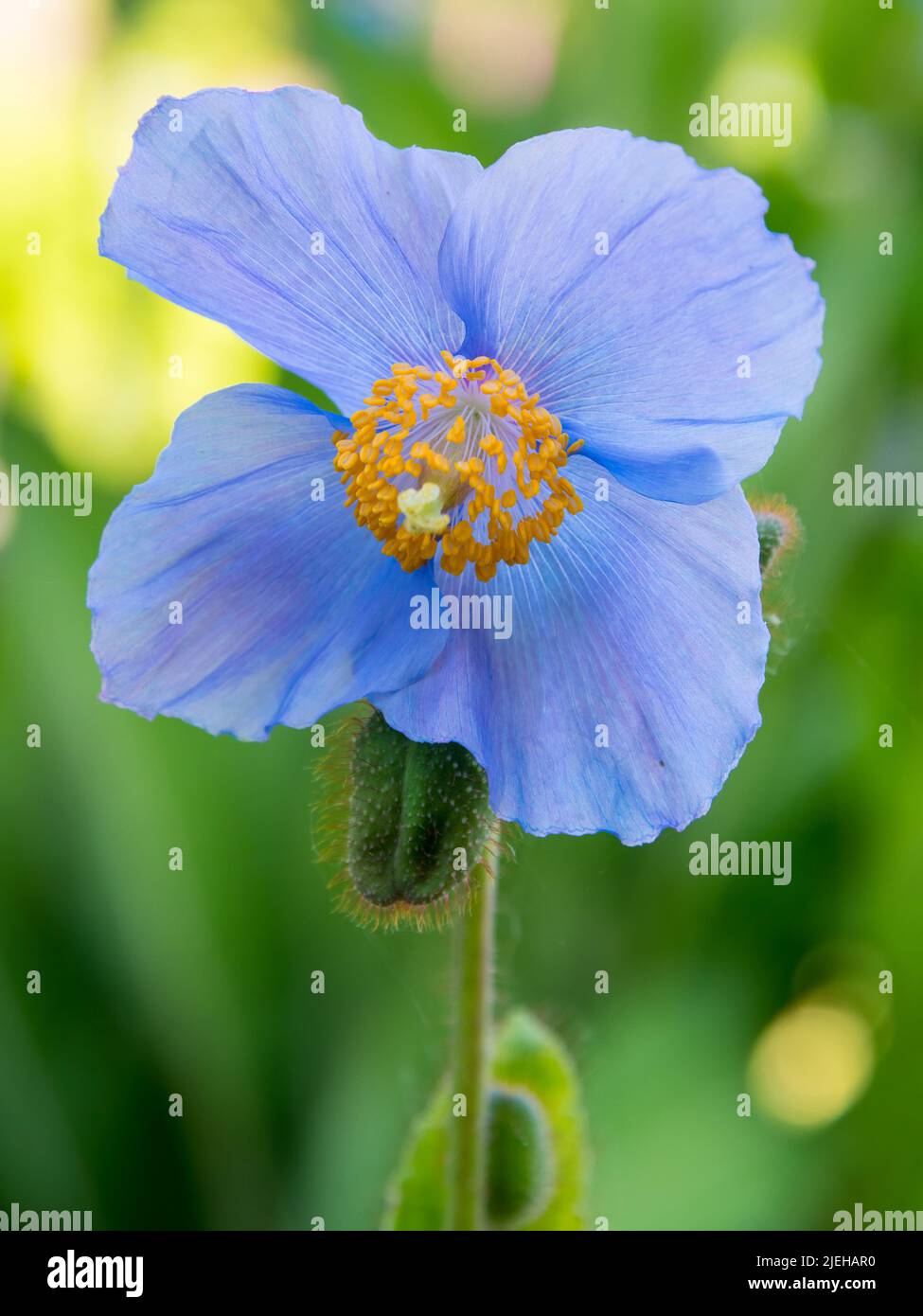 Blue Himalayan Poppy, Meconopsis, garden flower Stock Photo