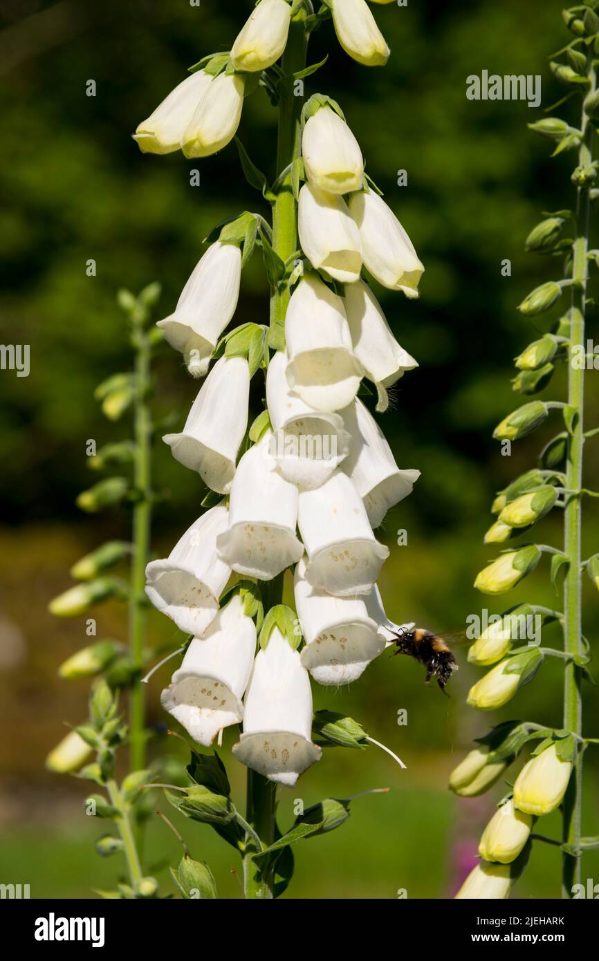 White Foxglove, Digitalis purpurea, garden flower Stock Photo
