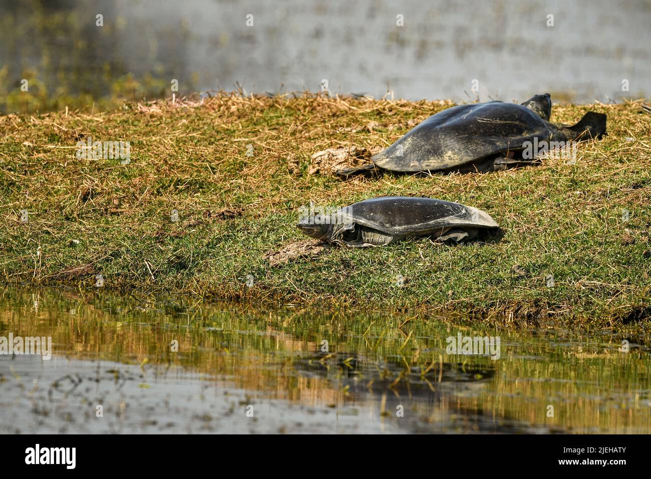 Indian softshell or Ganges softshell turtle pair on green grass a vulnerable species portrait basking sun in winter season of keoladeo national park Stock Photo