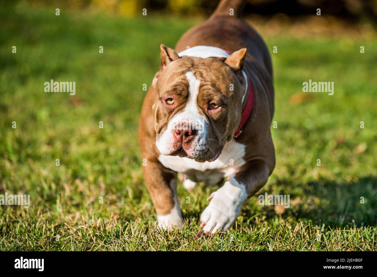 Chocolate color male American Bully puppy dog is moving Stock Photo