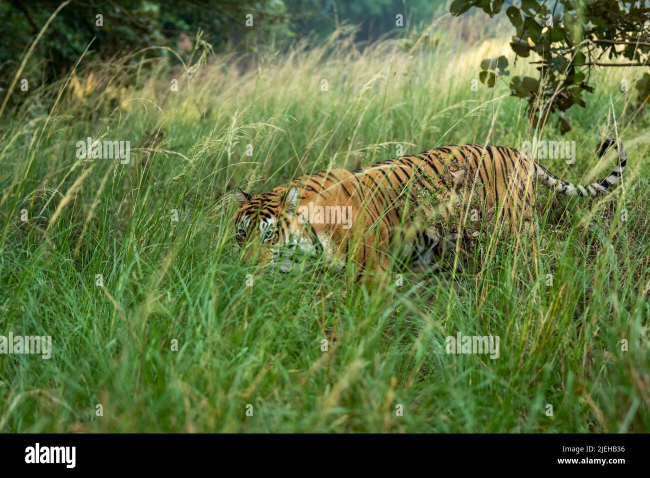 Indian wild female bengal tiger or panthera tigris tigris camouflage in green grass at ranthambore national park forest sawai madhopur rajasthan india Stock Photo