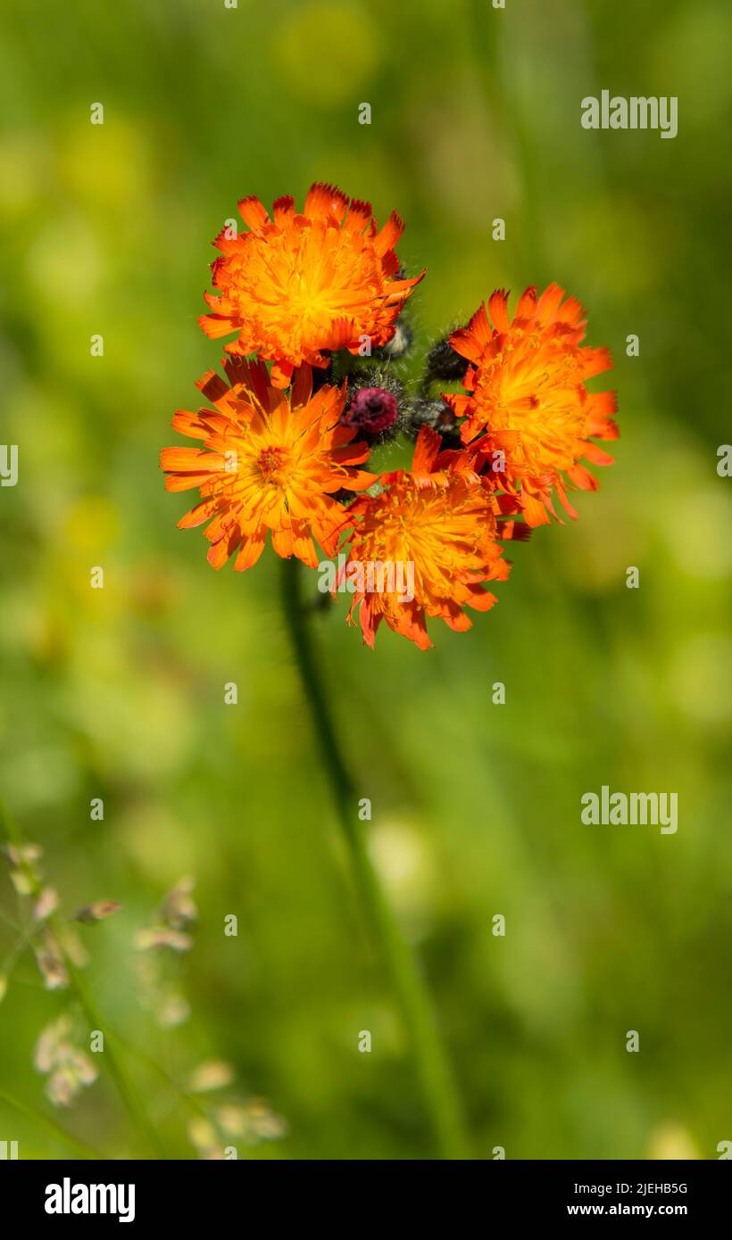 Fox and Cubs flower, Pilosella aurantiaca, in wildflower meadow, Dumfries & Galloway, Scotland Stock Photo