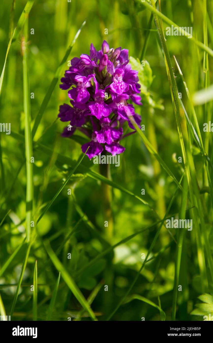 Northern Marsh Orchid, Dactylorhiza purpurella, in wildflower meadow, Dumfries & Galloway, Scotland Stock Photo