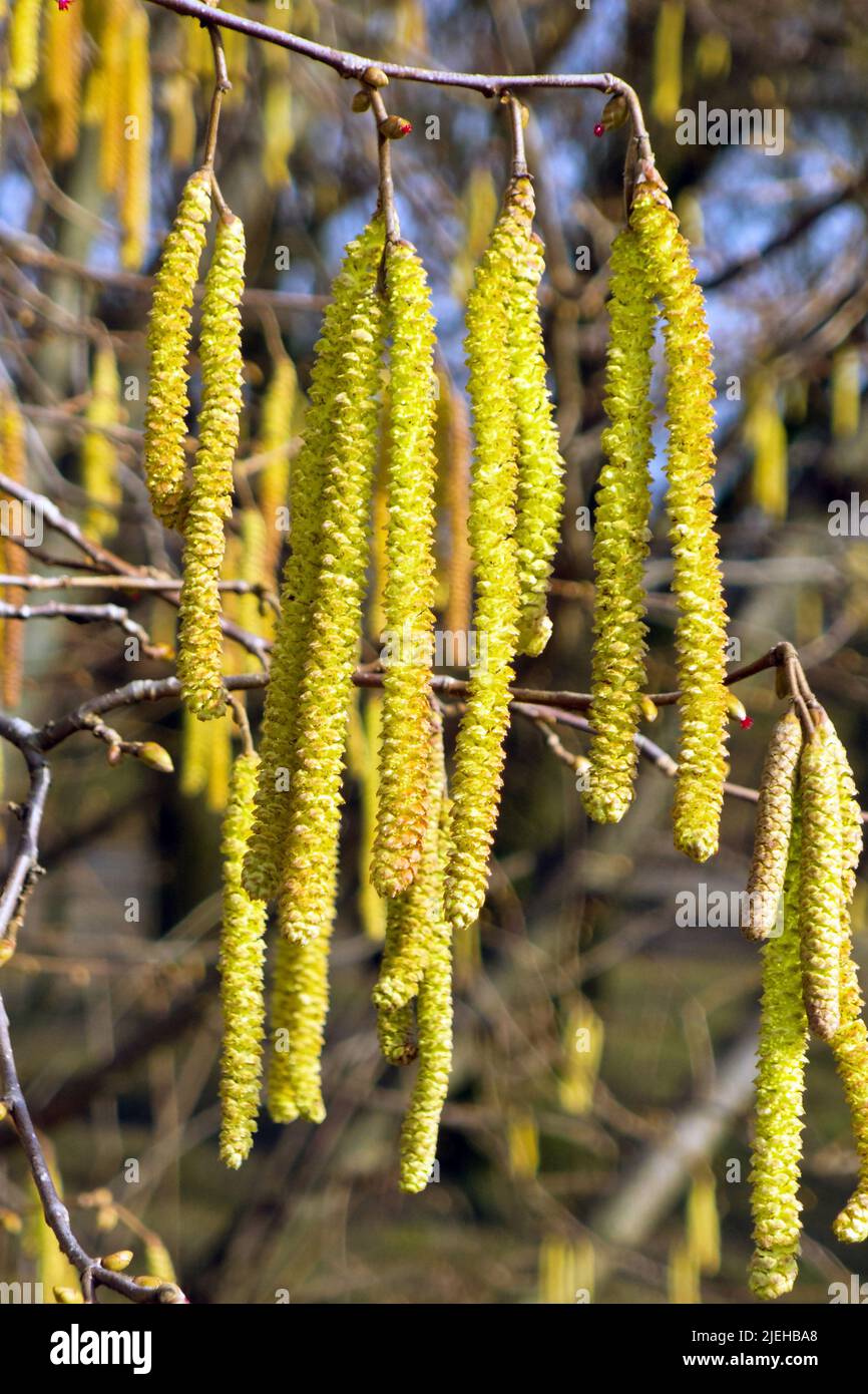 Blüten der Gemeinen Hasel - Haselnußstrauch, Haselnuss, Stock Photo