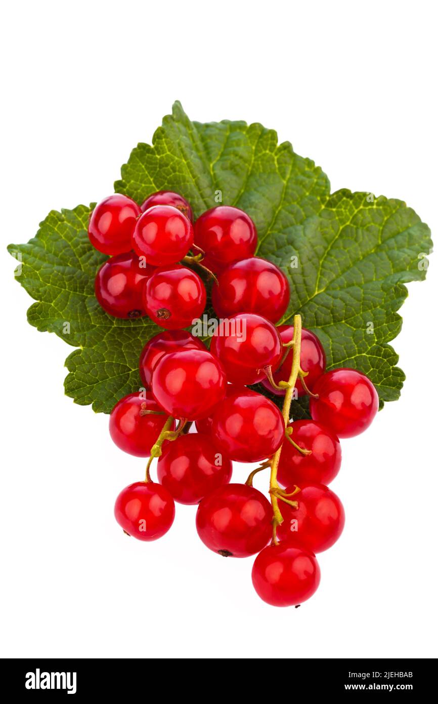 Rote Johannisbeeren (Ribisel) liegen auf einem weißen Hintergrund Stock Photo