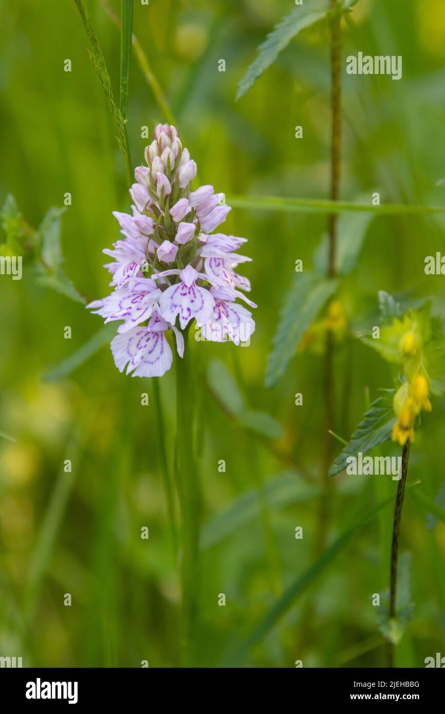 Heath Spotted orchid, Dactylorhiza maculata, in wildflower meadow,  Dumfries & Galloway, Scotland Stock Photo
