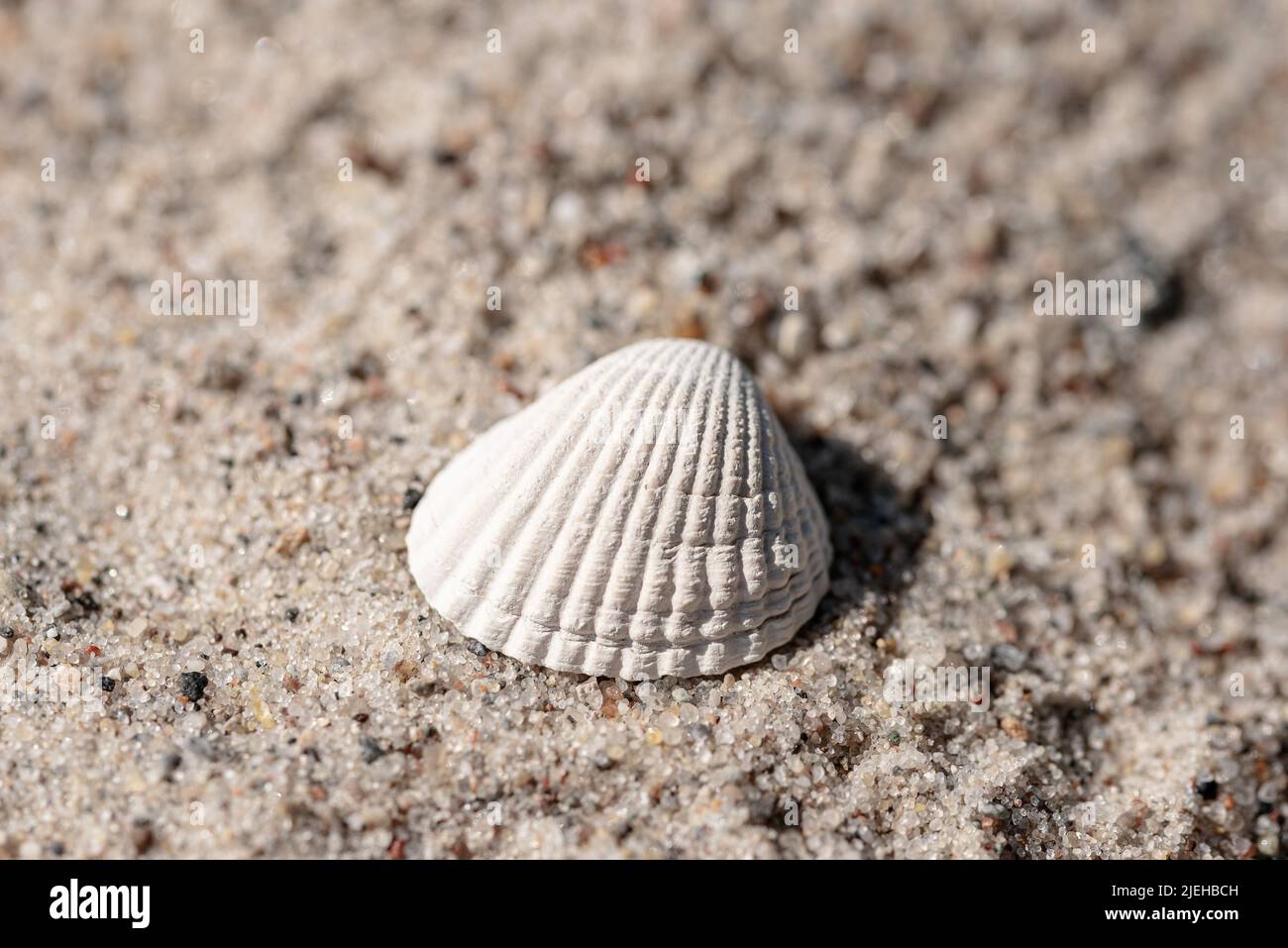 close-up view of seashell on sand beach Stock Photo