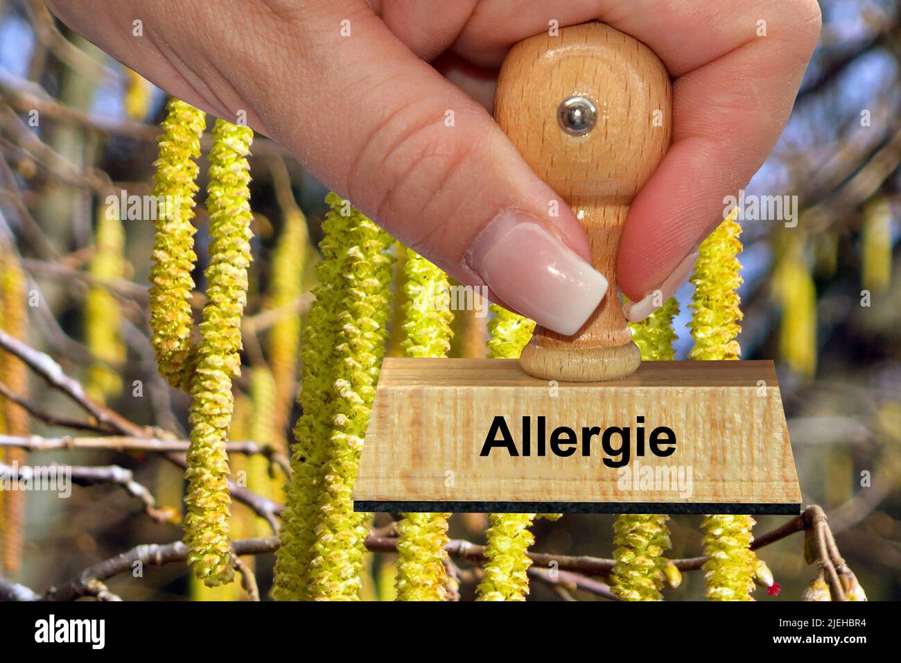 Blüten der Gemeinen Hasel - Haselnußstrauch, Hand mit Stempel, Allergie, Stock Photo