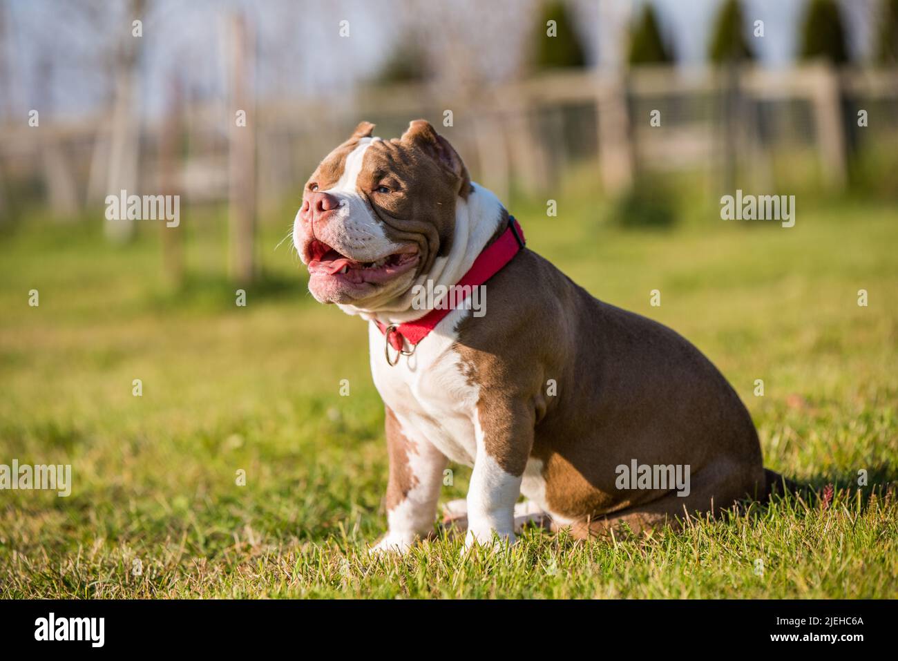 Chocolate color American Bully puppy dog is on green grass Stock Photo