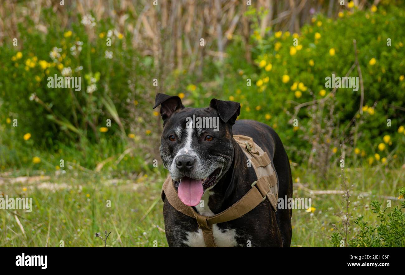 portrait of a black american pit bull playing happy on a green lawn Stock Photo