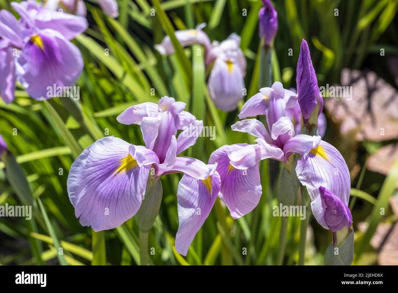 Lilac-pink flowers of Japanese water iris, also shallow-flowered iris in a garden. Stock Photo