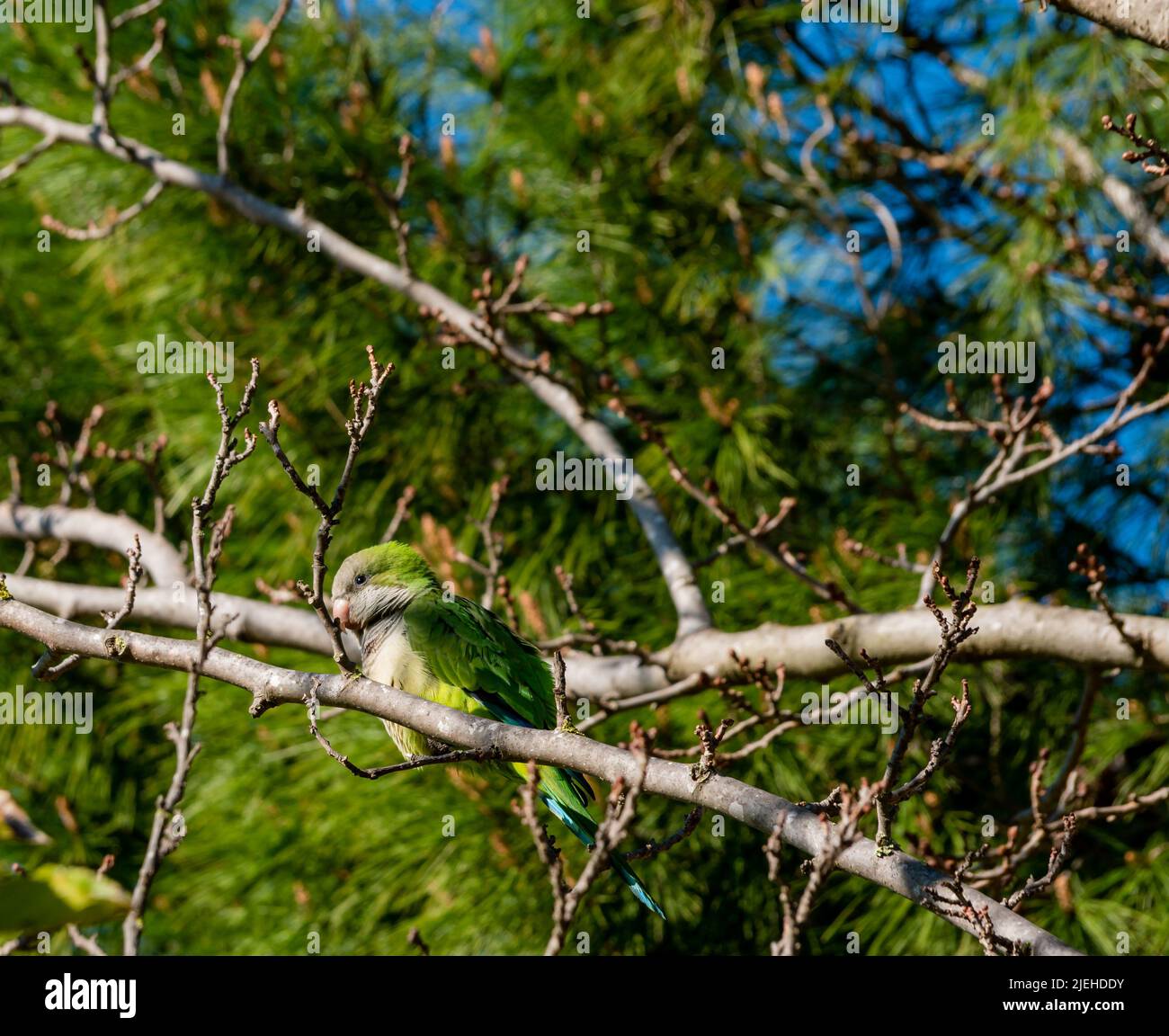 small green parrot on a tree branch on a spring day Stock Photo