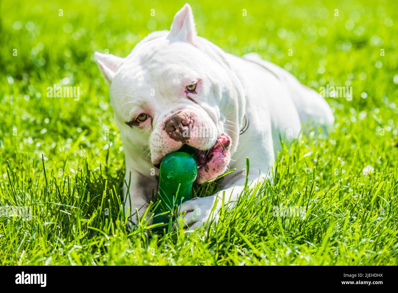 American bully dog hires stock photography and images Alamy