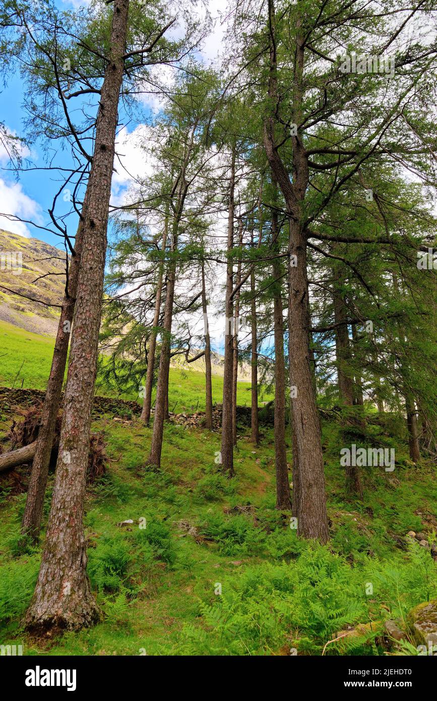 A wooded area with Pine trees on a steep sided fell near Wasdale Head on a sunny summers day Lake District Cumbria England UK Stock Photo