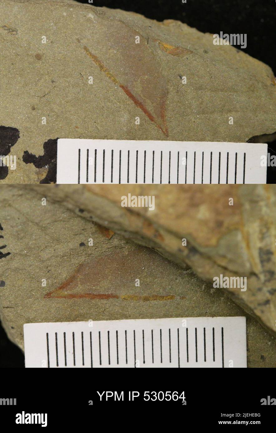 Phylum arthropoda classification hi-res stock photography and images ...