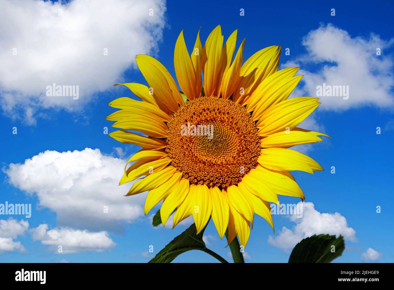 Eine einzelne blühende Sonnenblume, blauer Himmel, (Helianthus annuus), Stock Photo