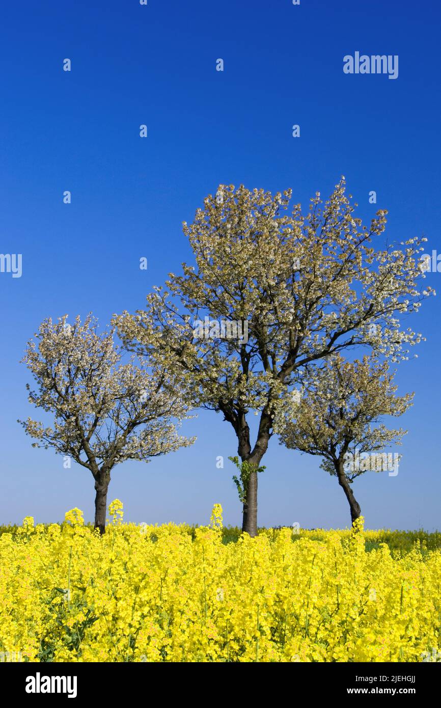 Gelber kirschbaum hires stock photography and images Alamy