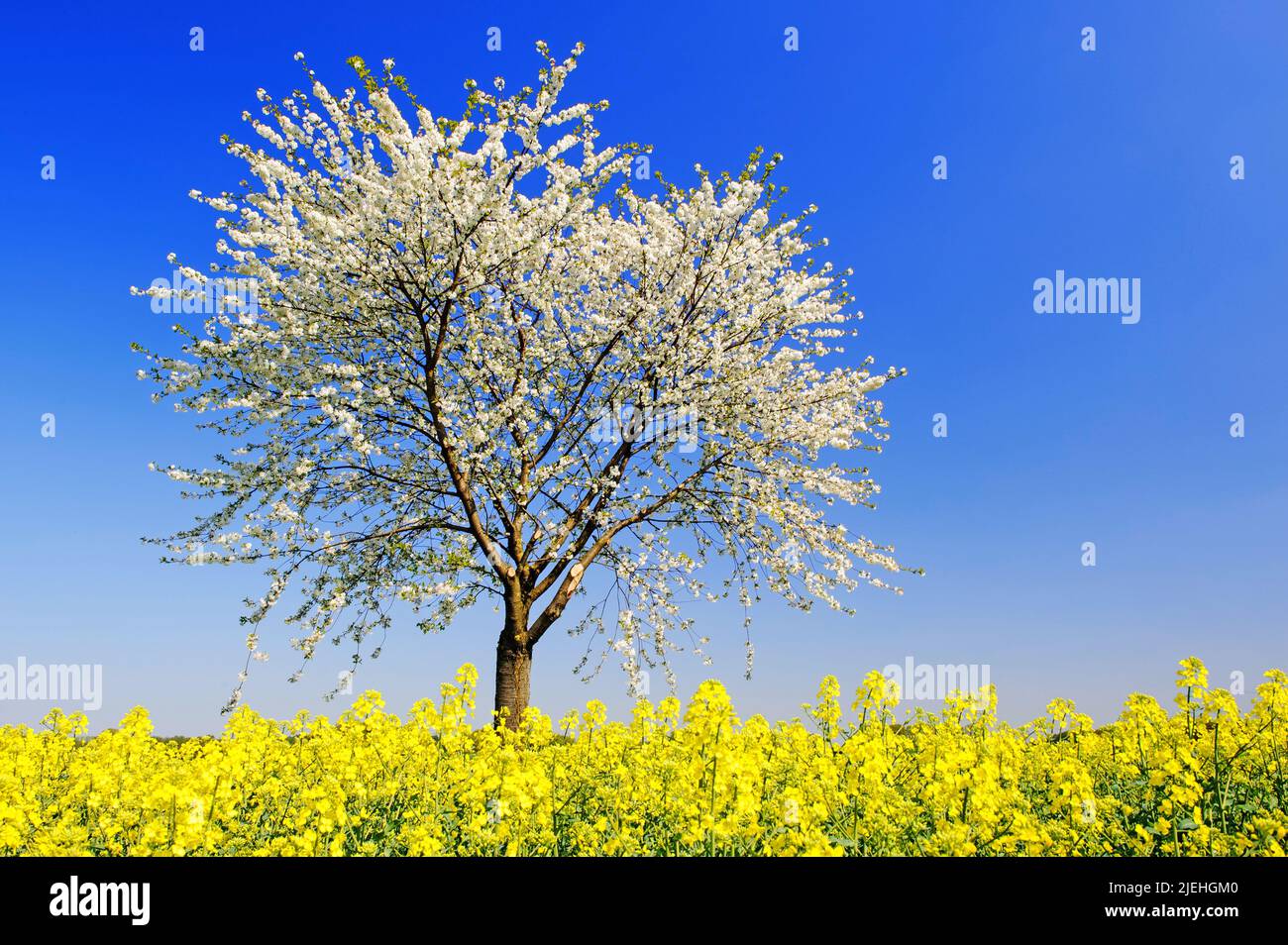 Ein blühender Kirschbaum, Rapsfeld, Niedersachsen, Stock Photo