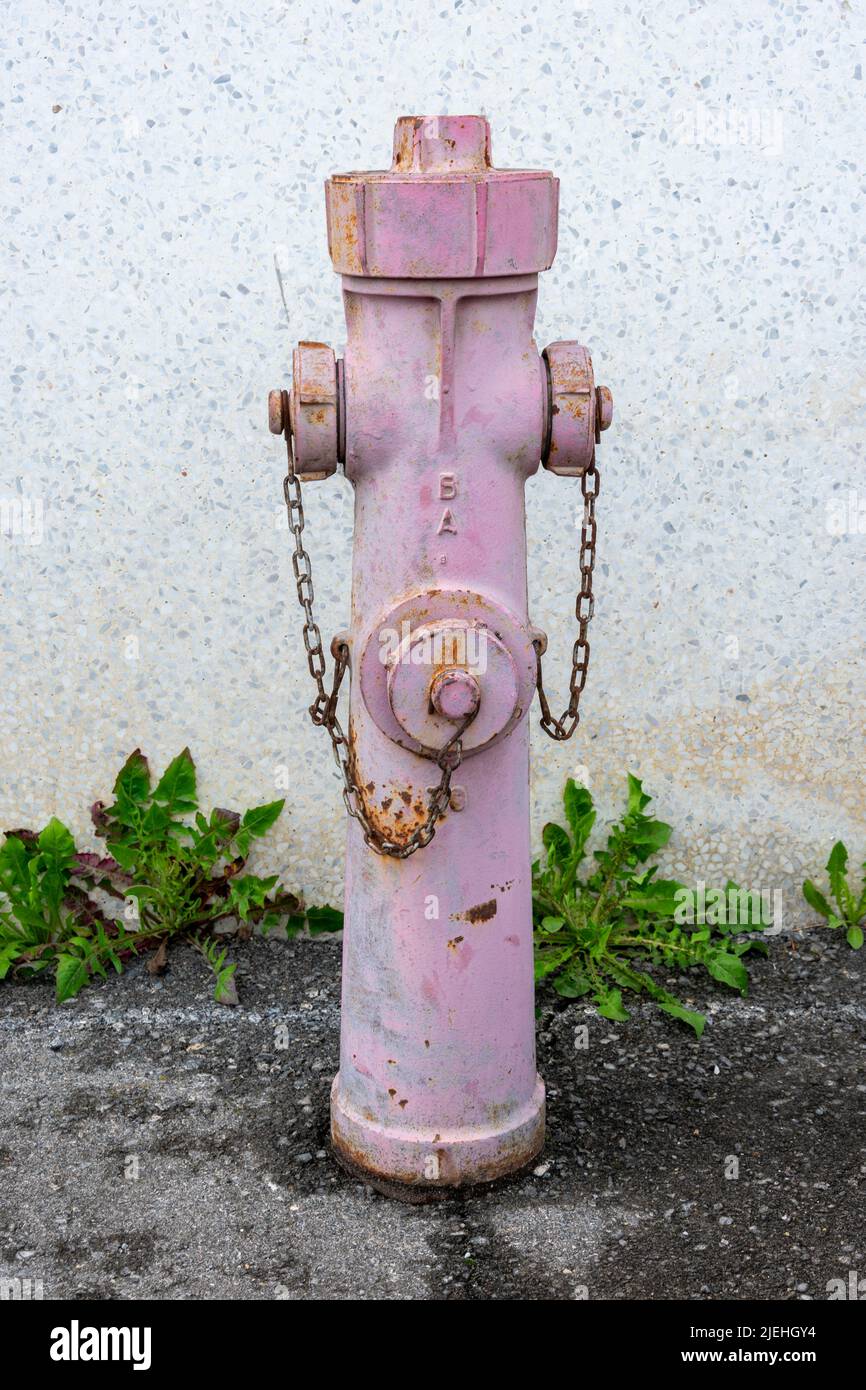 Pink fire hydrant on wall with dandelion plants growing on the asphalt Stock Photo
