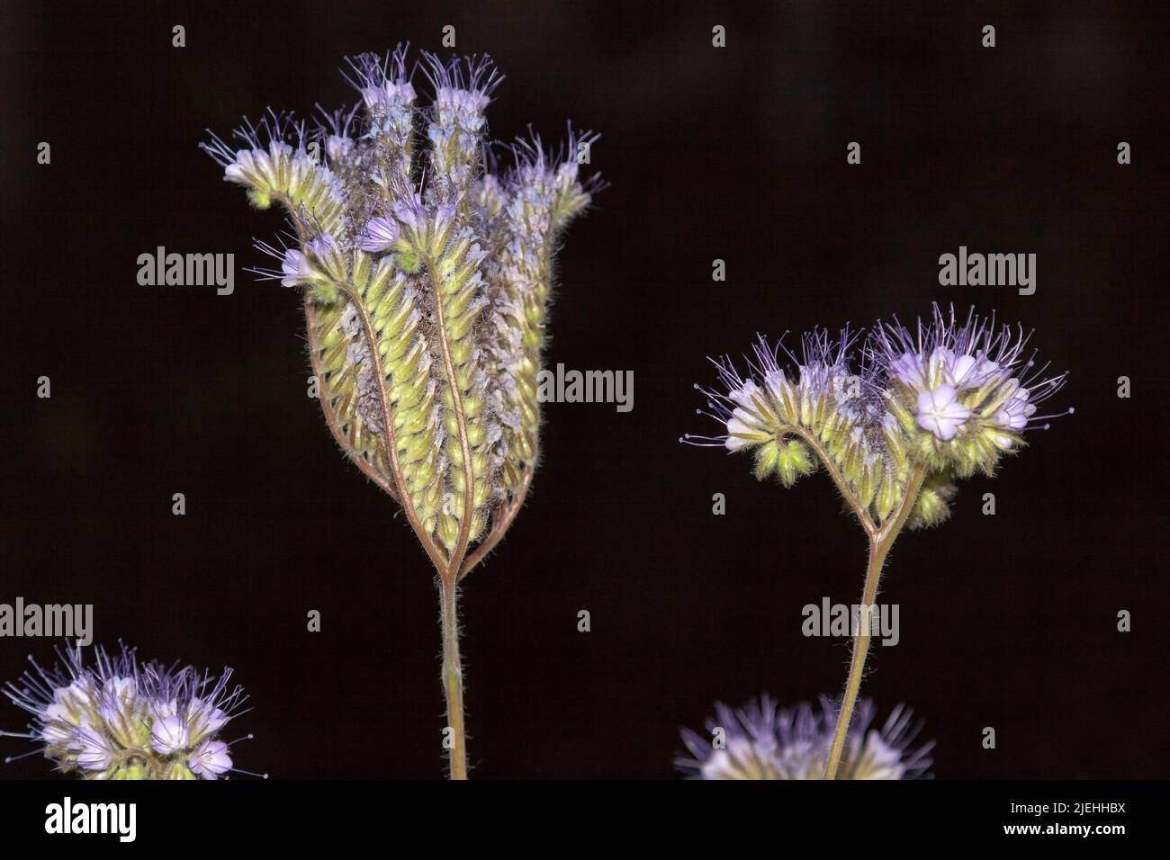 Phacelia tanacetifolia,  lacy phacelia, blue tansy or purple tansy Stock Photo