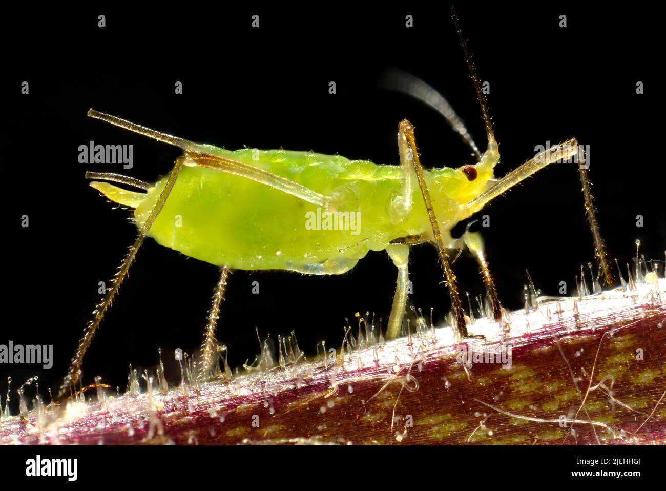 adulte Erbsenlaus (Acyrthosiphon pisum), Röhrenblattlaus (Aphidoidea),  extreme Makroaufnahme Stock Photo