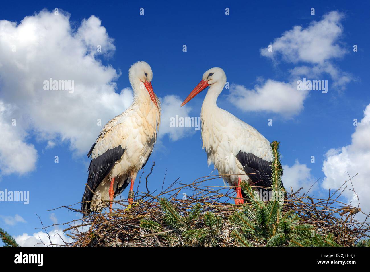 Weißstorch (Ciconia ciconia) White Stork • Bayern, Deutschland, Weeissstorch, Paar am Horst, Stock Photo