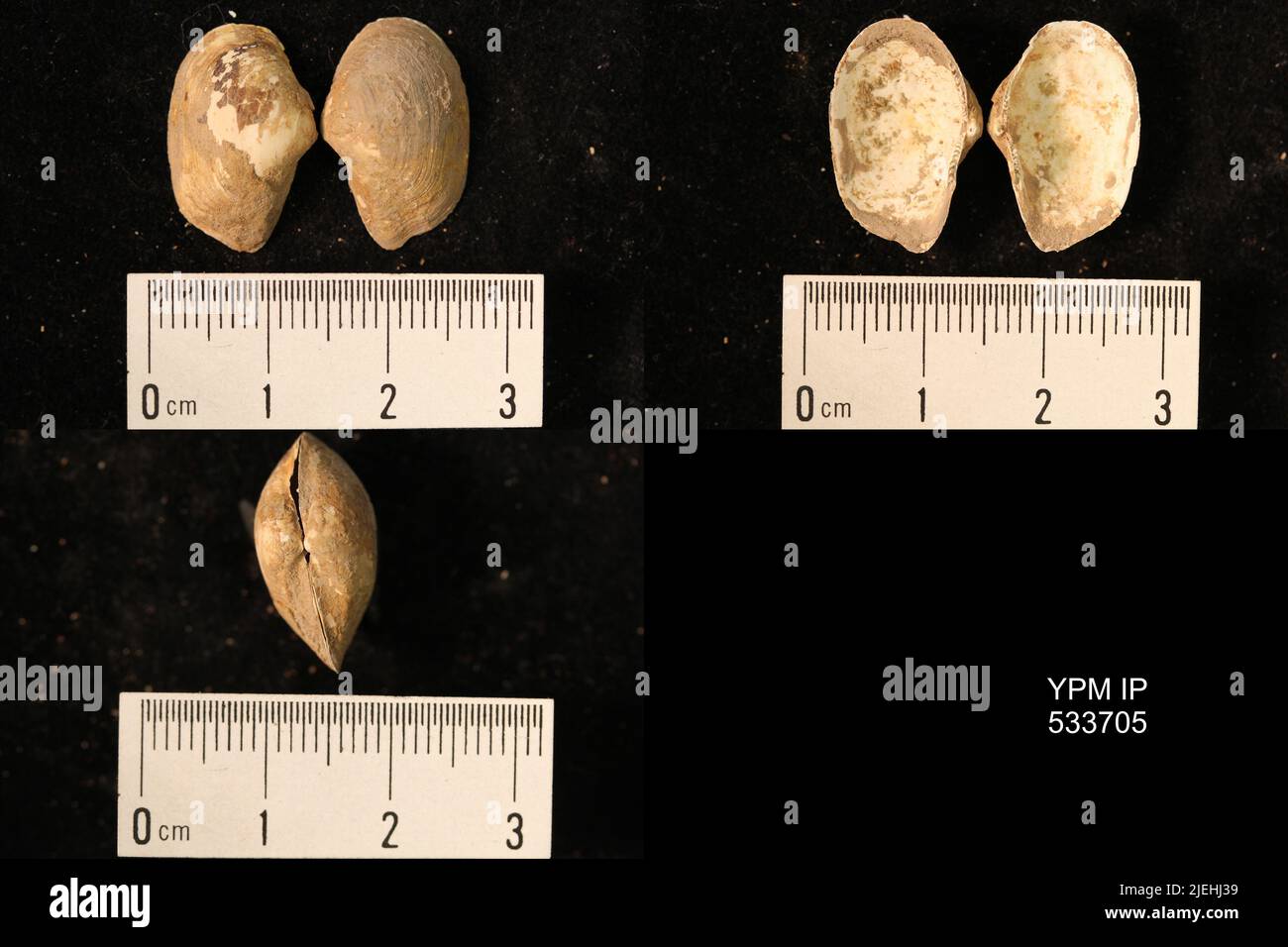 Yoldia arctica gray hires stock photography and images Alamy