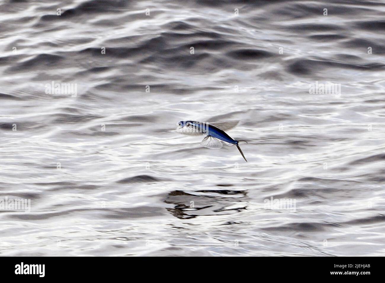 Ein Fliegender Fisch (Cheilopogon melanurus) im Mittelmeer Stock Photo