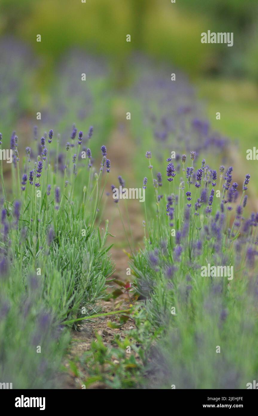 Lavender growing in fields at Yorkshire Lavender, Terrington, North
