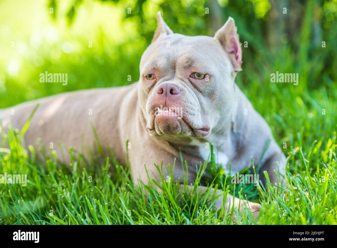 Pocket Lilac color American Bully dog top view outside Stock Photo - Alamy