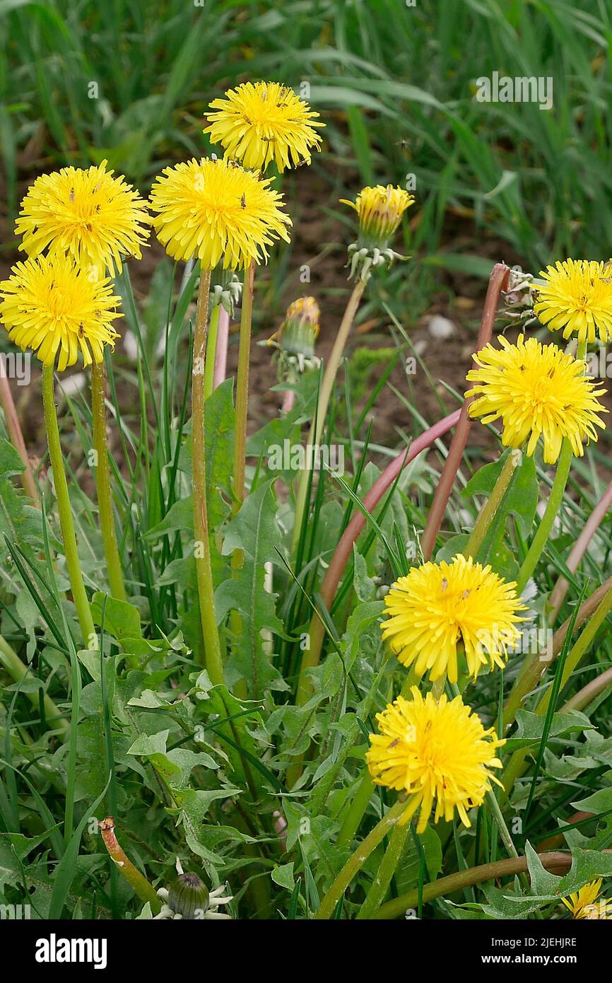 Blühender gewöhnlicher Löwenzahn, essbar. (Taraxacum sect. Ruderalia), Blüte, Blätter und Wurzeln als Tee, Saft oder Salat möglich, Stock Photo