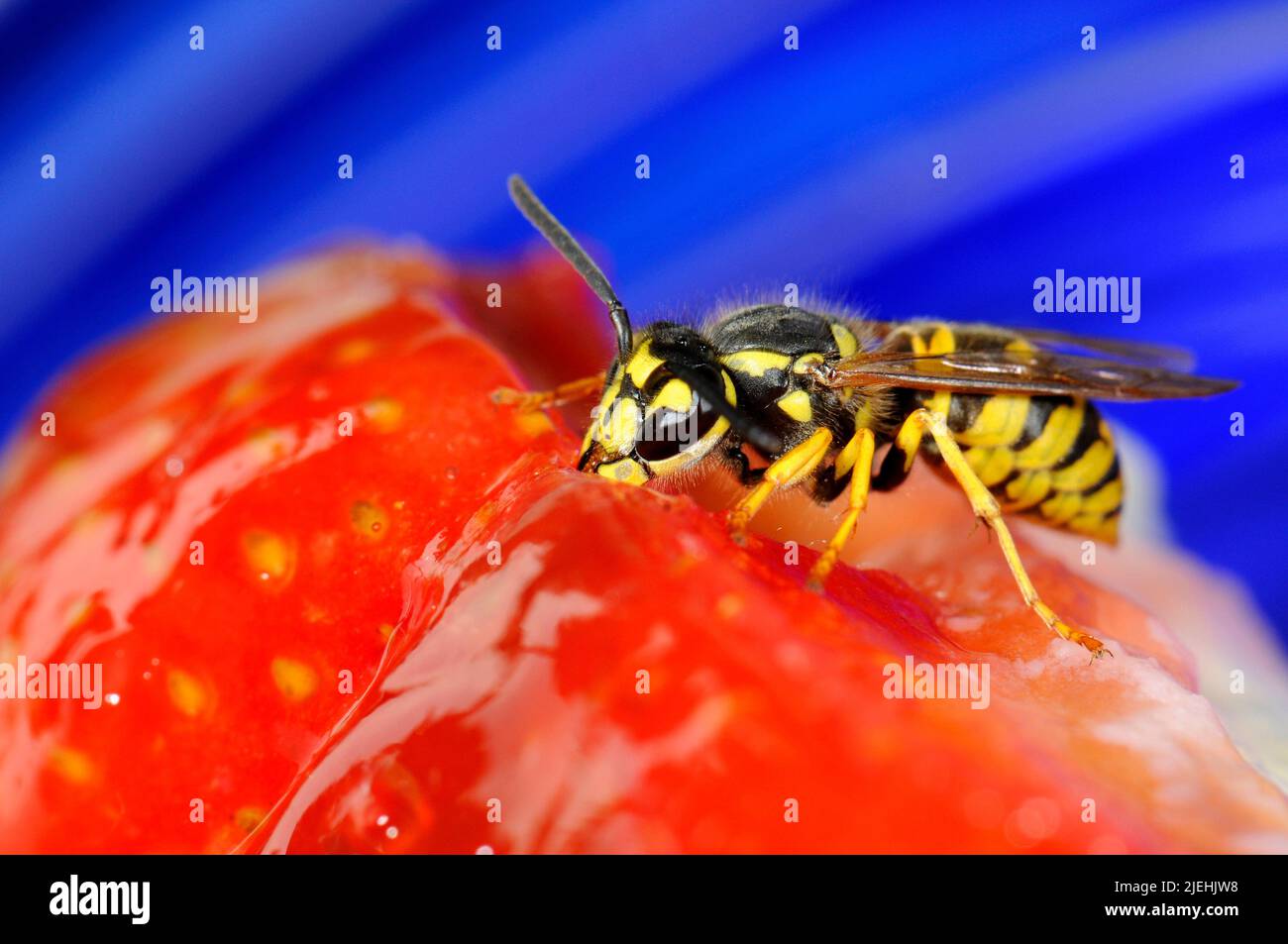 Ein echte Wespe auf geniesst Erdbeerkuchen, Hornisse, Echte Wespe, (Vespula vulgaris), Stock Photo