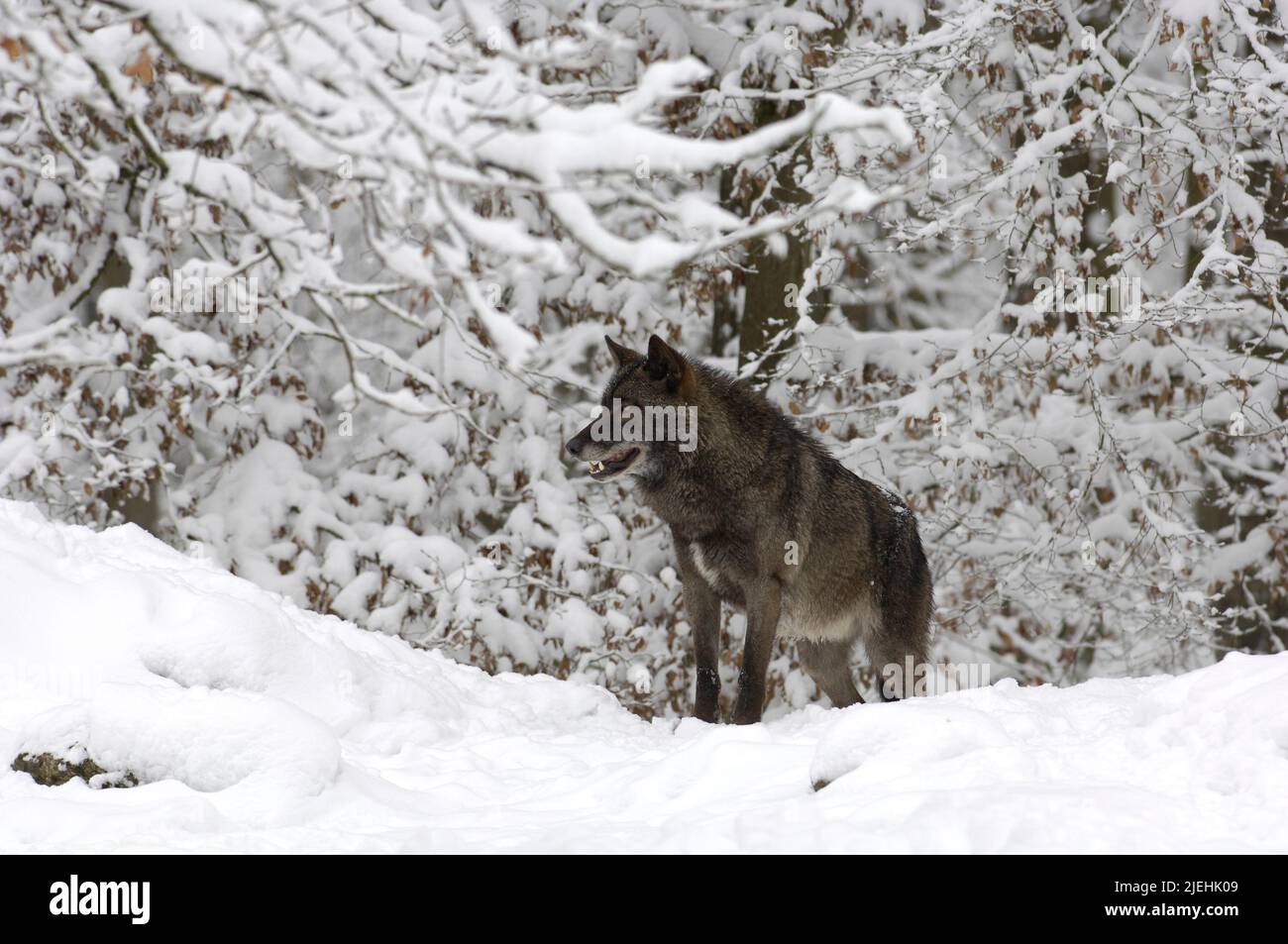 Tmberwolf, Wölfe (Canis lupus) im Winter, Bayern, Nationalpark ...