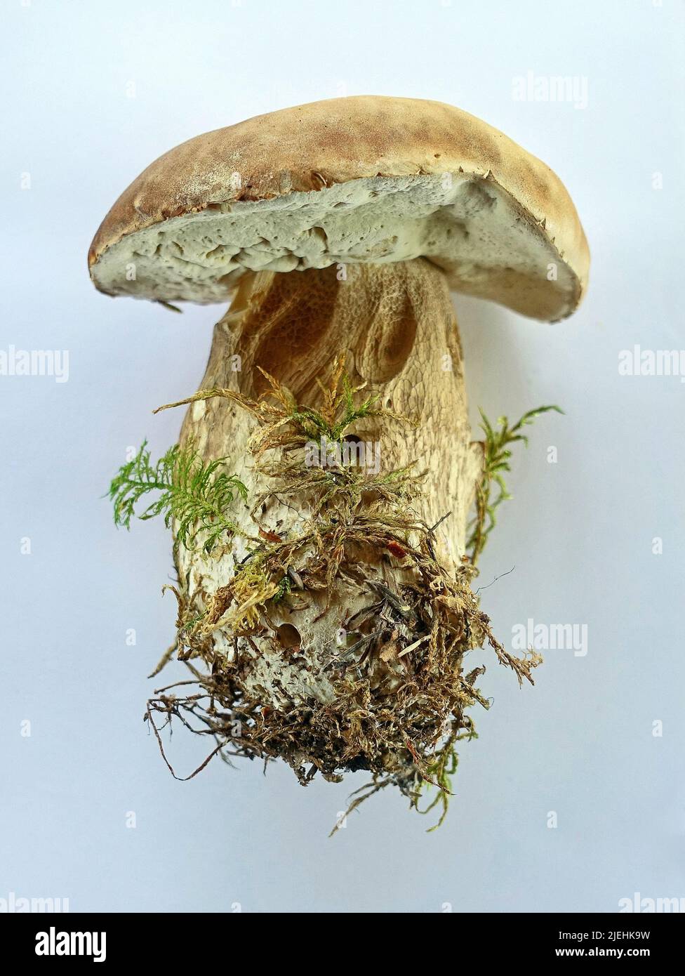 Steinpilze hi-res stock photography and images - Alamy