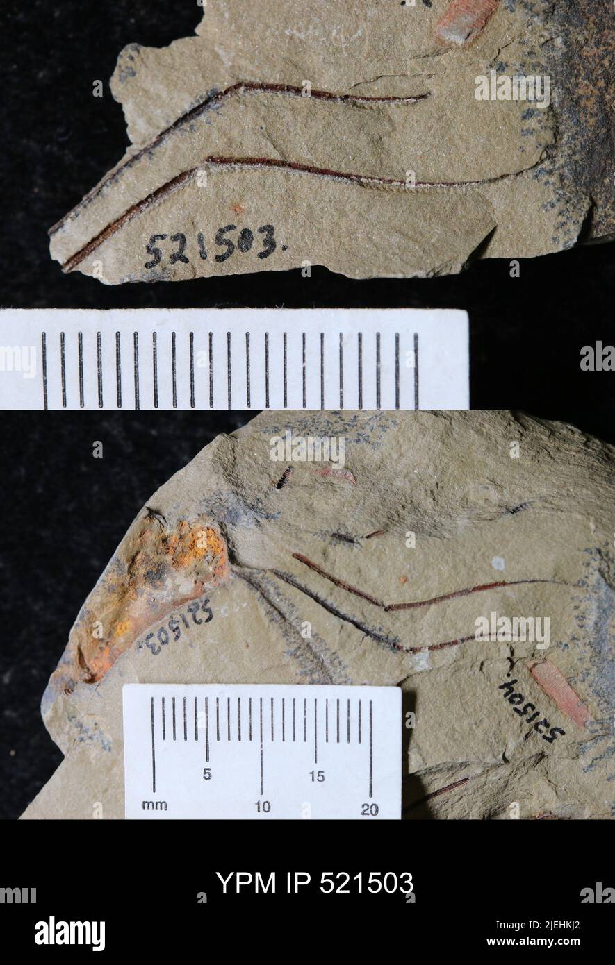 Undet eocrinoidea animalia hires stock photography and images Alamy