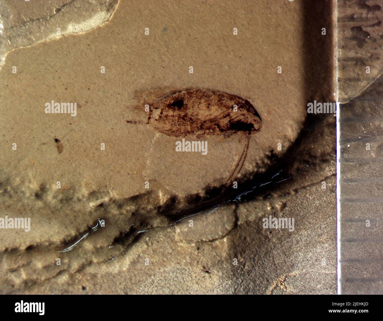 Cockroaches are insects of the order blattodea hi-res stock photography ...