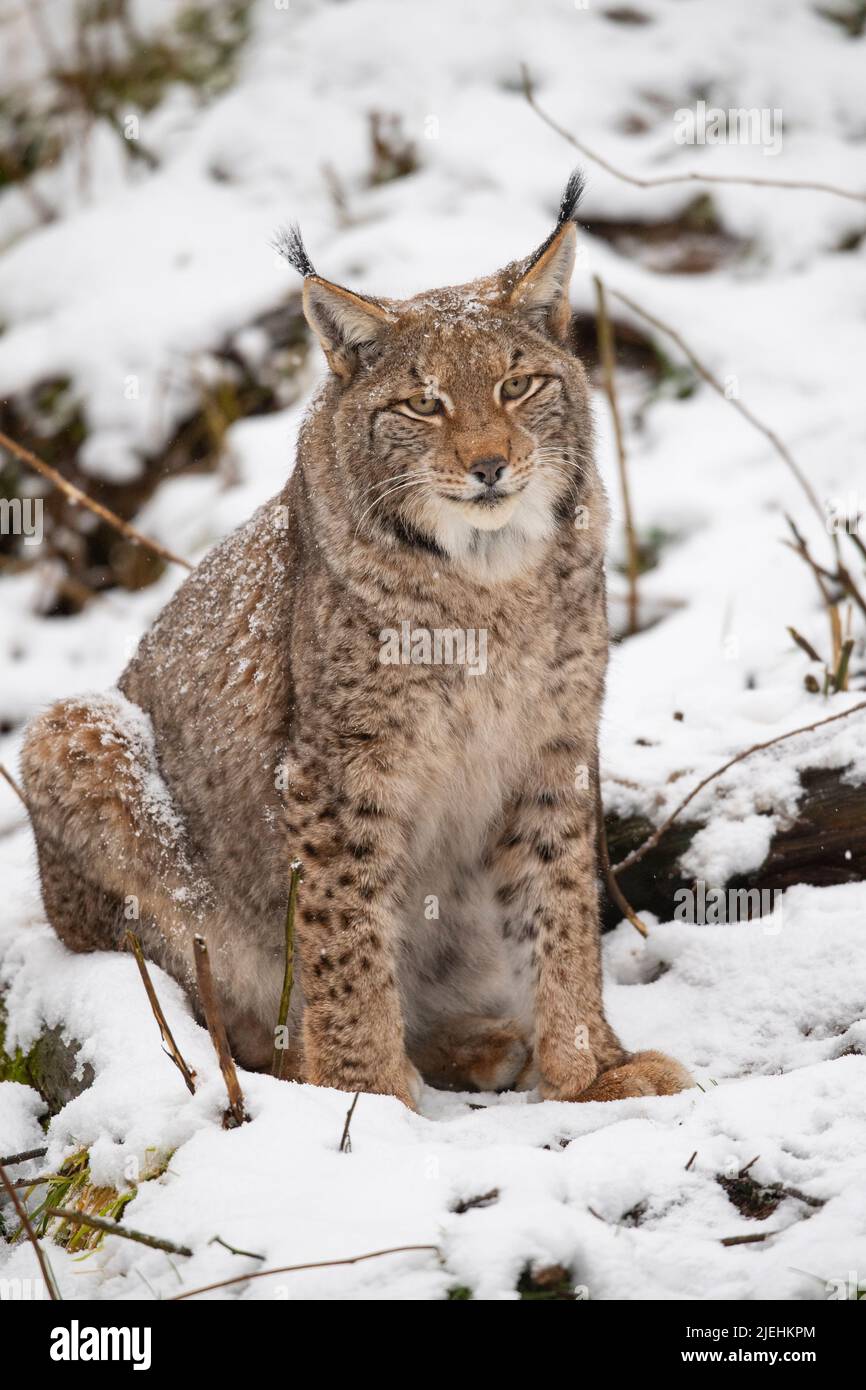 Luchs wim Winter, (Lynx lynx), Stock Photo