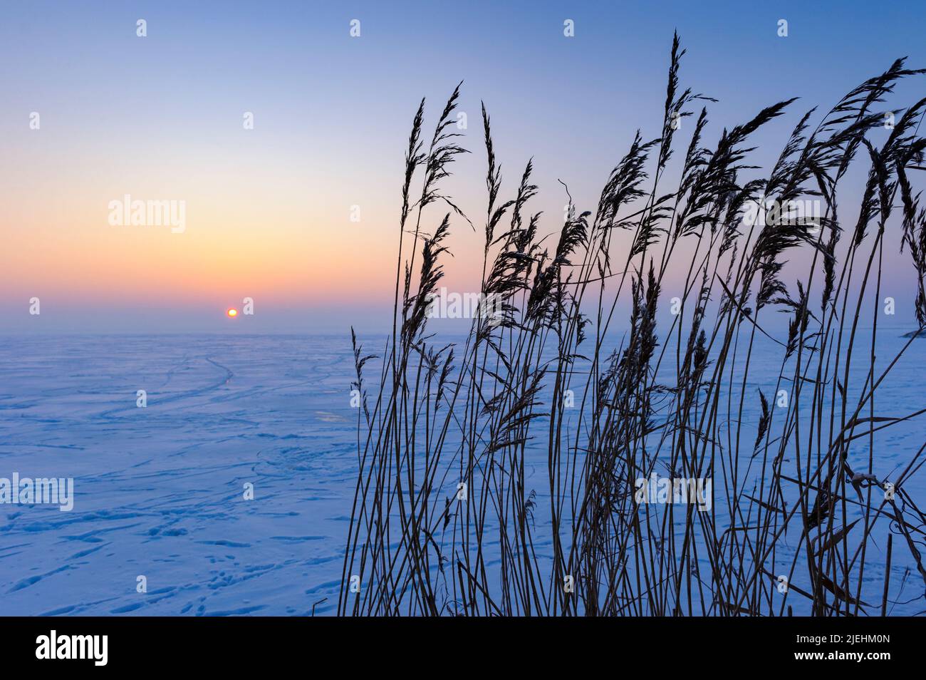 Winterabend am Dümmer See, Schilf, Sonnenuntergang, blaue Stunde, Stock Photo