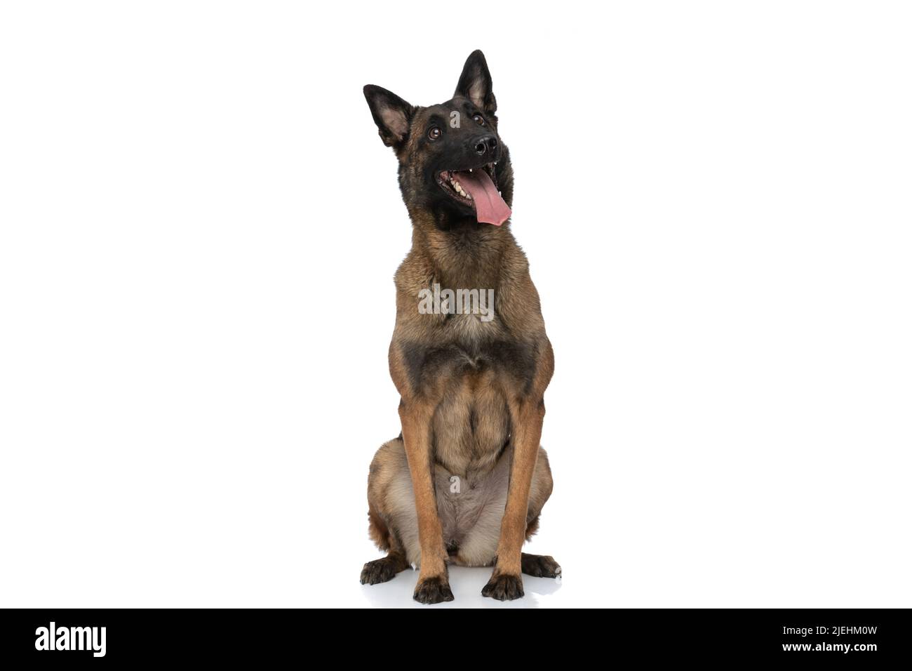 Belgian shepherd pup hi-res stock photography and images - Alamy