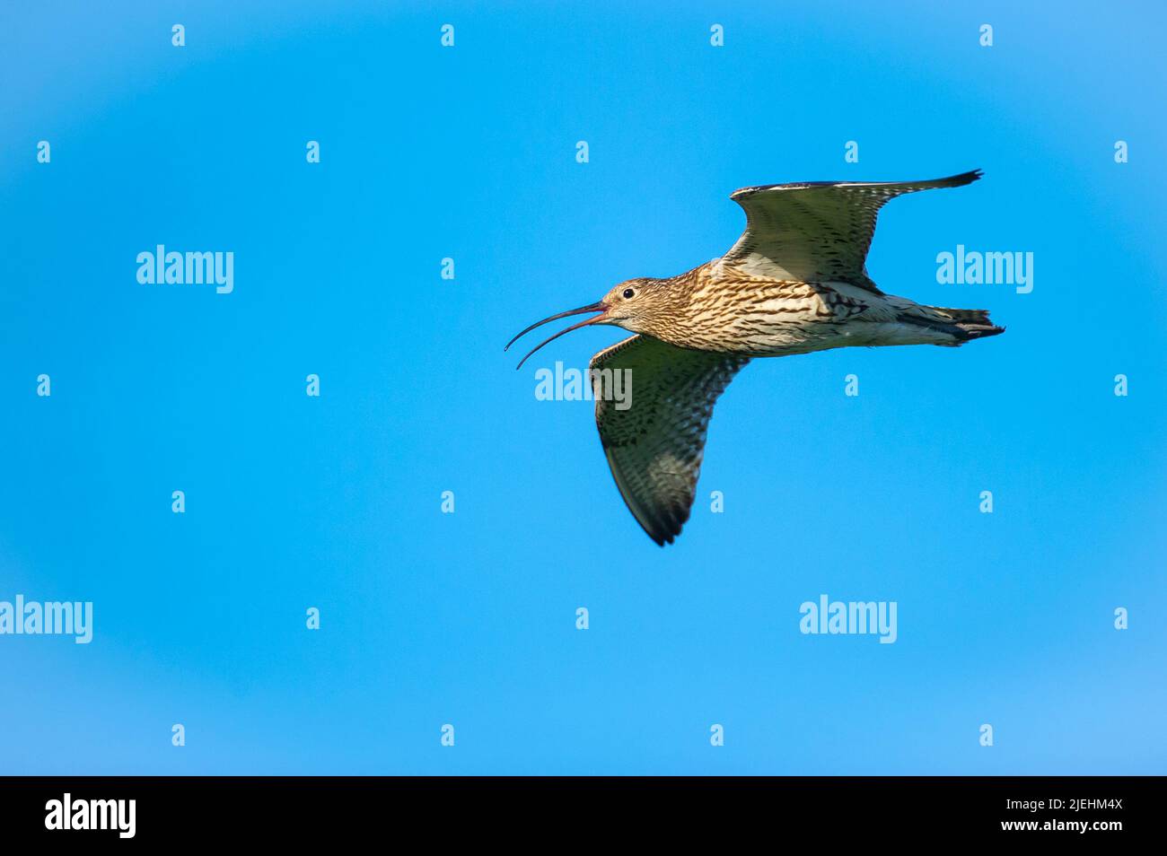 Grosser Brachvogel, seitlich, Flugaufnahme, (Numenius arquata), Stock Photo