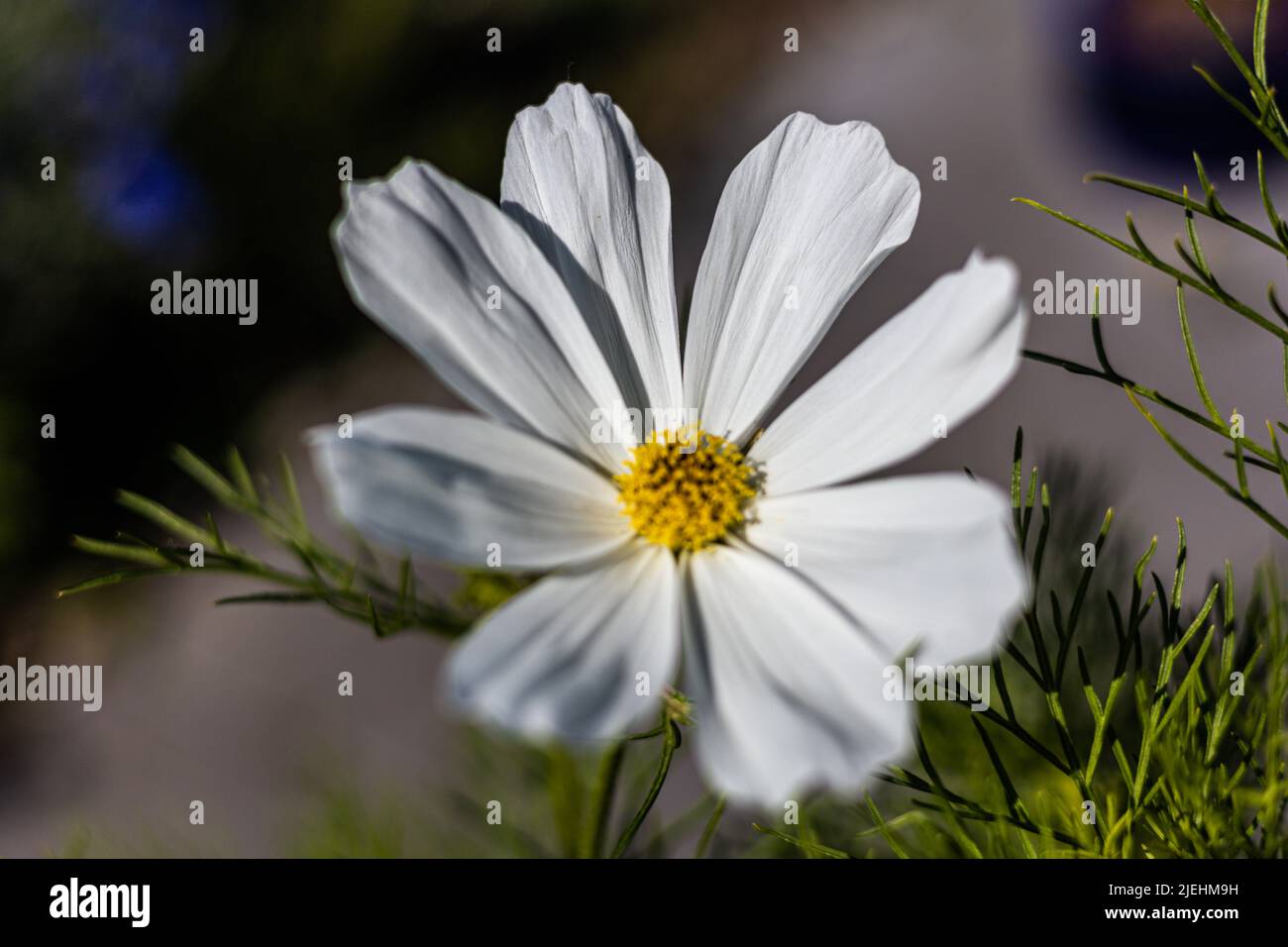 Cosmos bipinnatus 'Purity' is a Half hardy annual flower easily grown from seed, flowering in a garden, Bristol, Uk Stock Photo