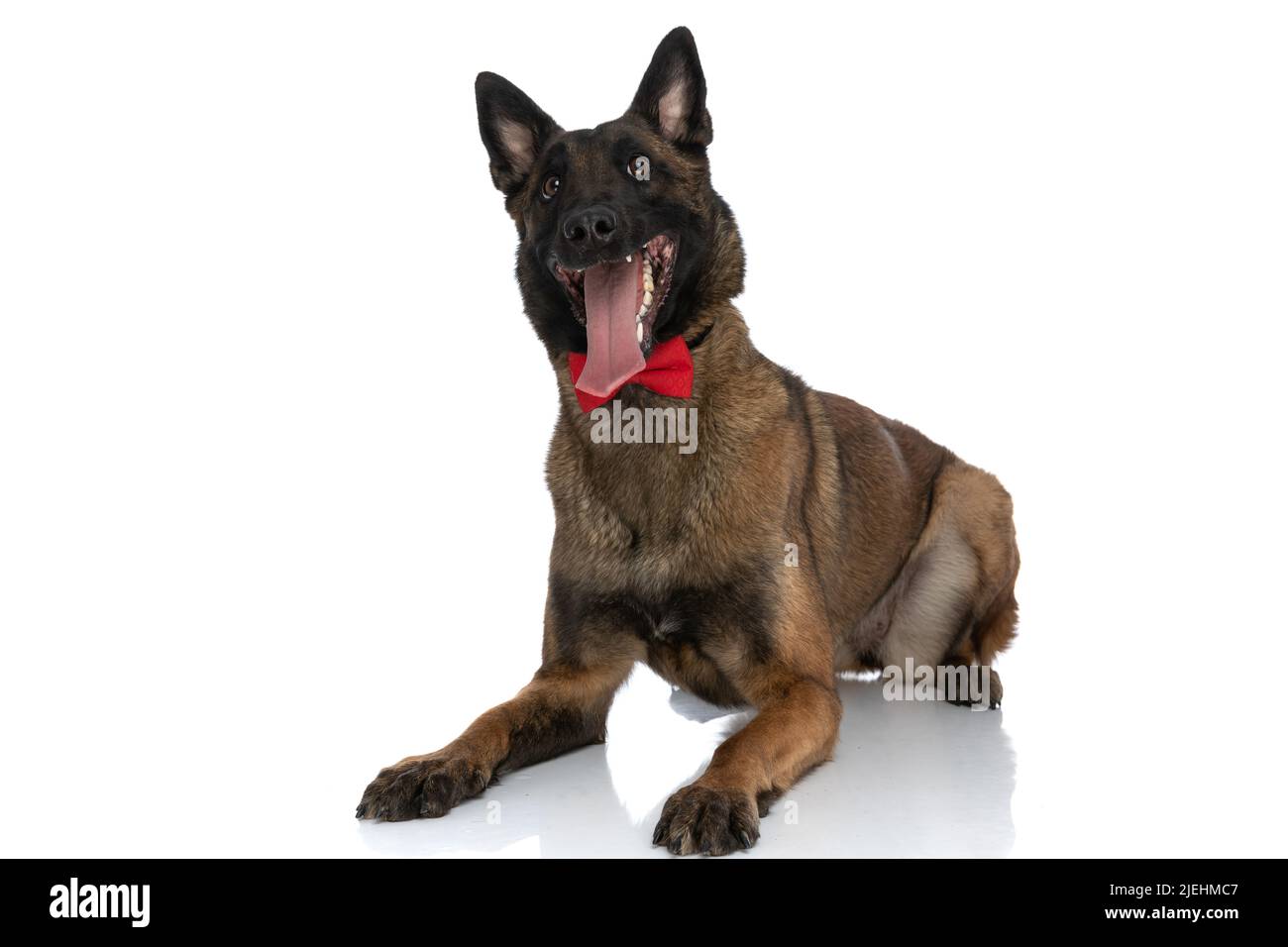 enthusiastic belgian shepherd puppy with red bowtie panting and ...